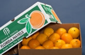 4/5 Bushel of Florida Navel Oranges (approximately 40 pounds)